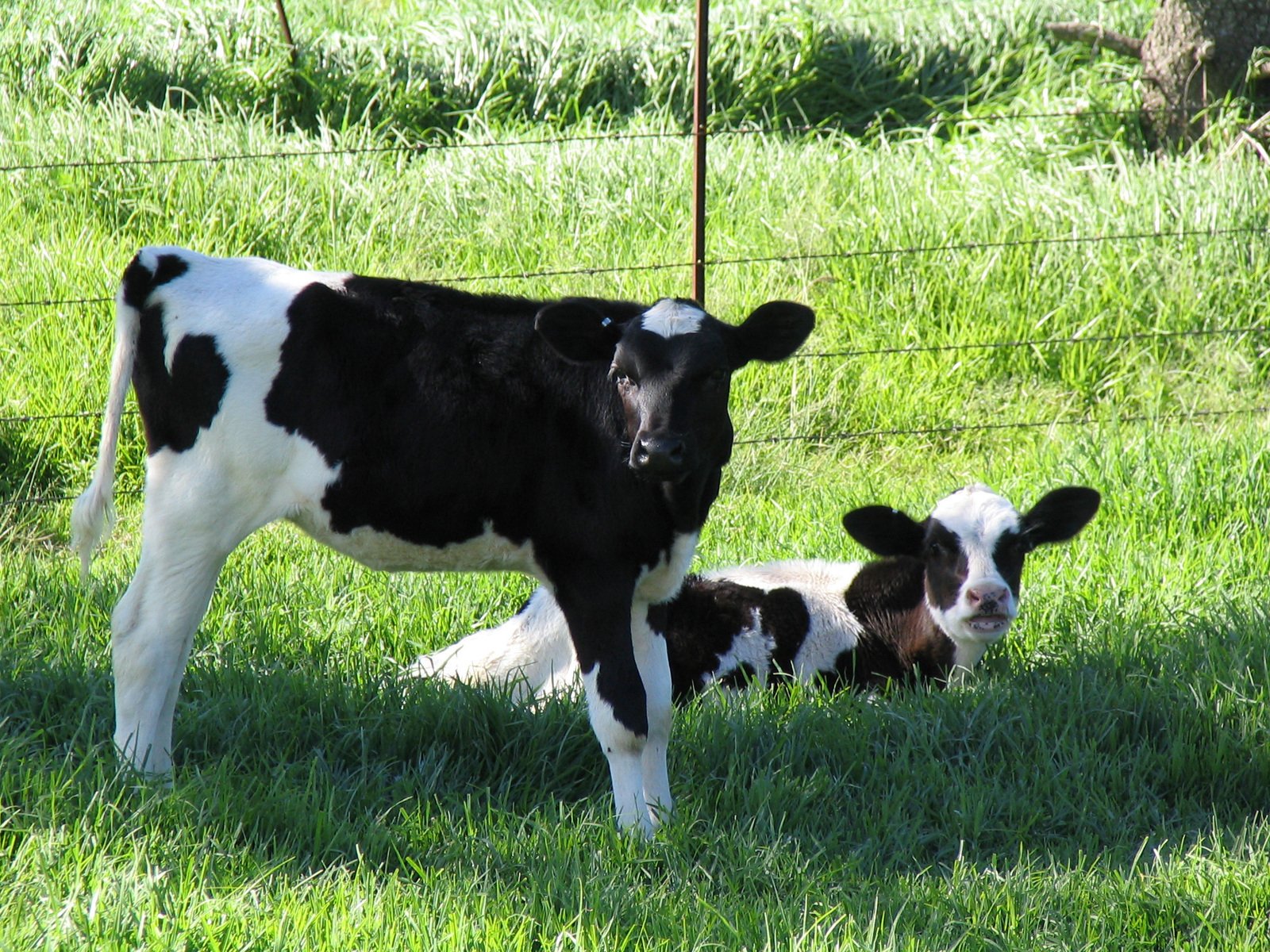 two cows are laying in the grass near a fence