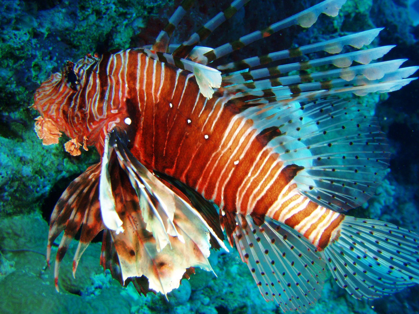 a lionfish resting in the water near a rock