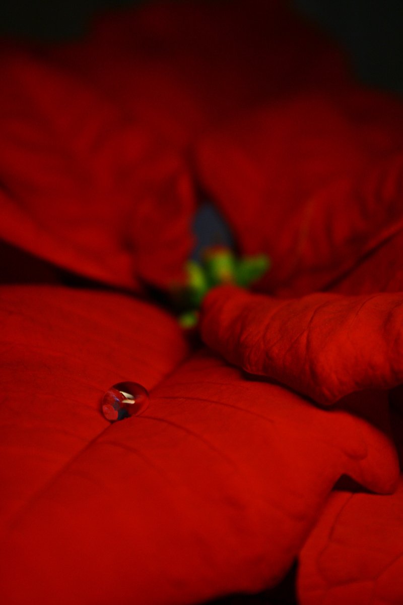 close up of red fabric and ring on bed