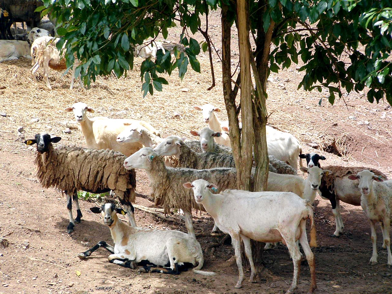 a large herd of sheep standing around next to a tree