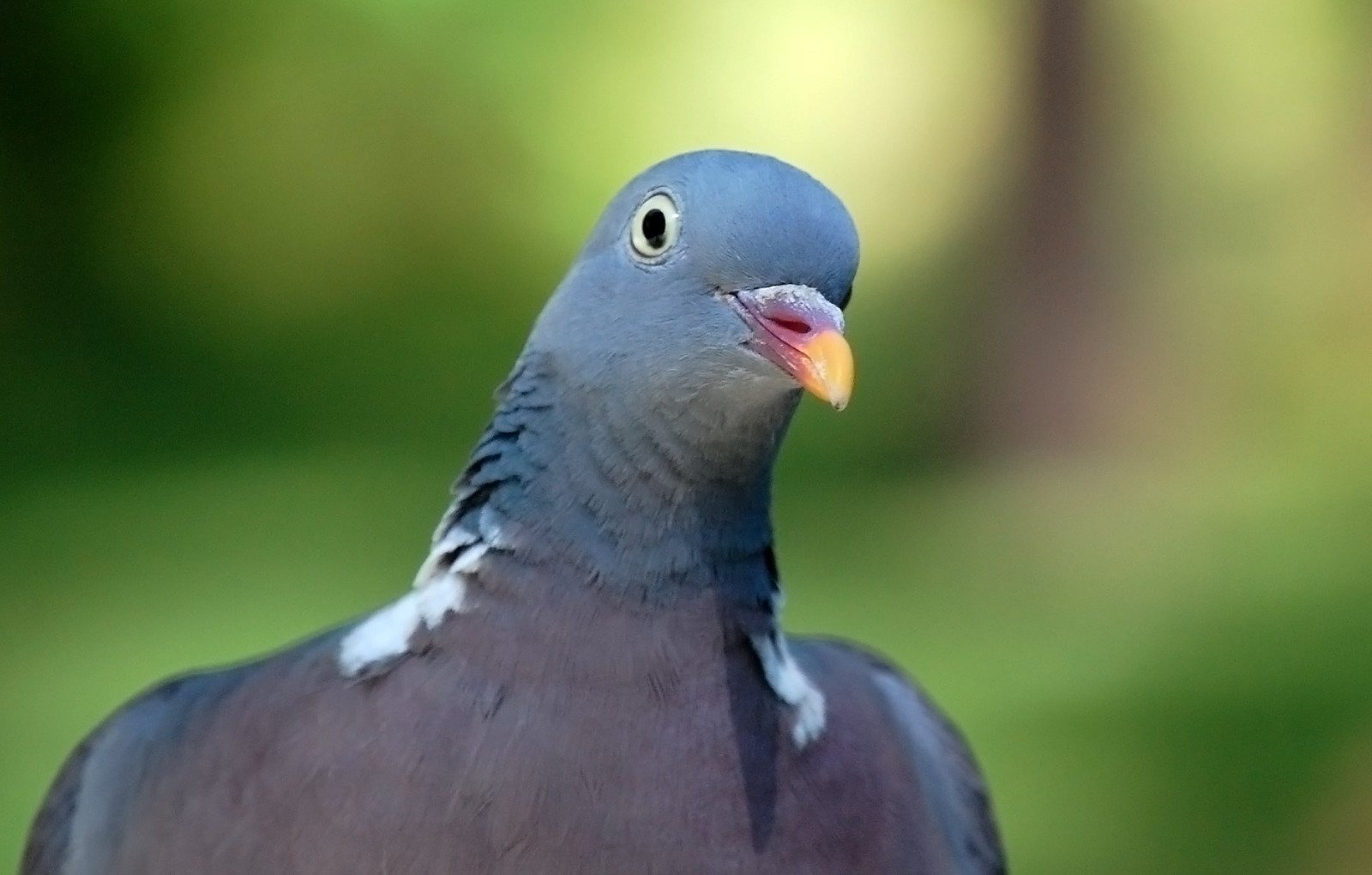 pigeon with yellow beak sitting on its hind legs