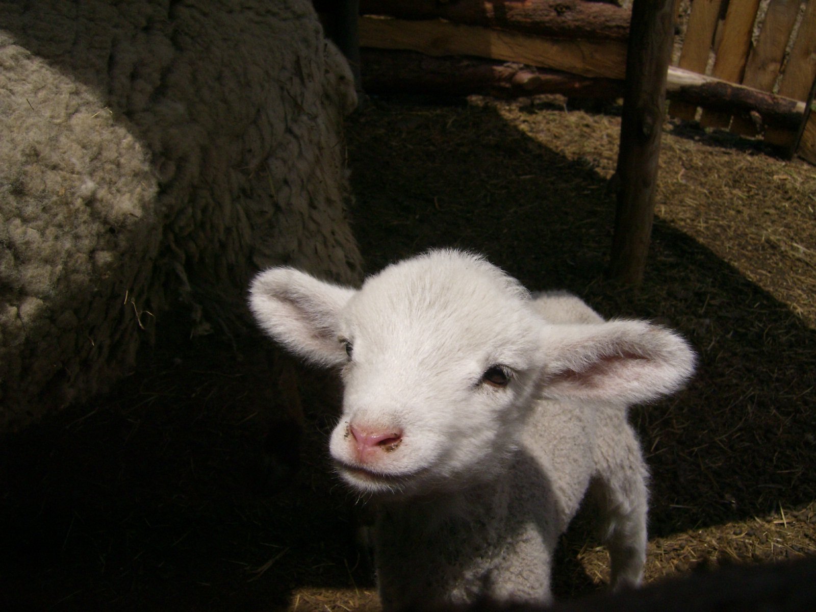 a little sheep stands outside while staring at the camera