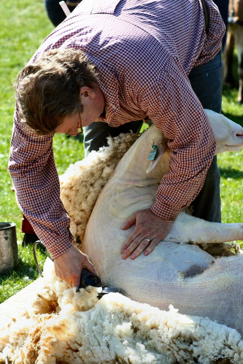 a woman bending over to pick up the head of a lamb