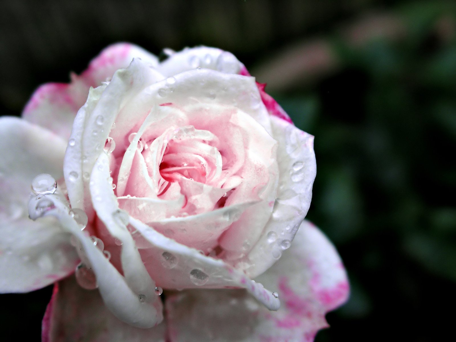 a beautiful pink rose with water drops