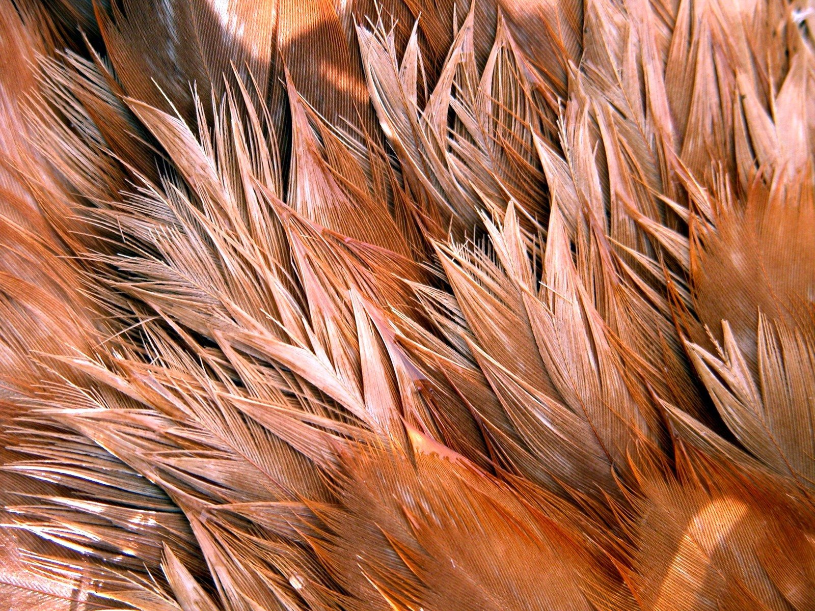 feathers in the wind as seen from above
