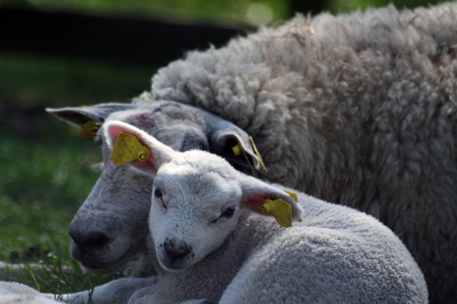 two sheep with their heads close together on a green pasture