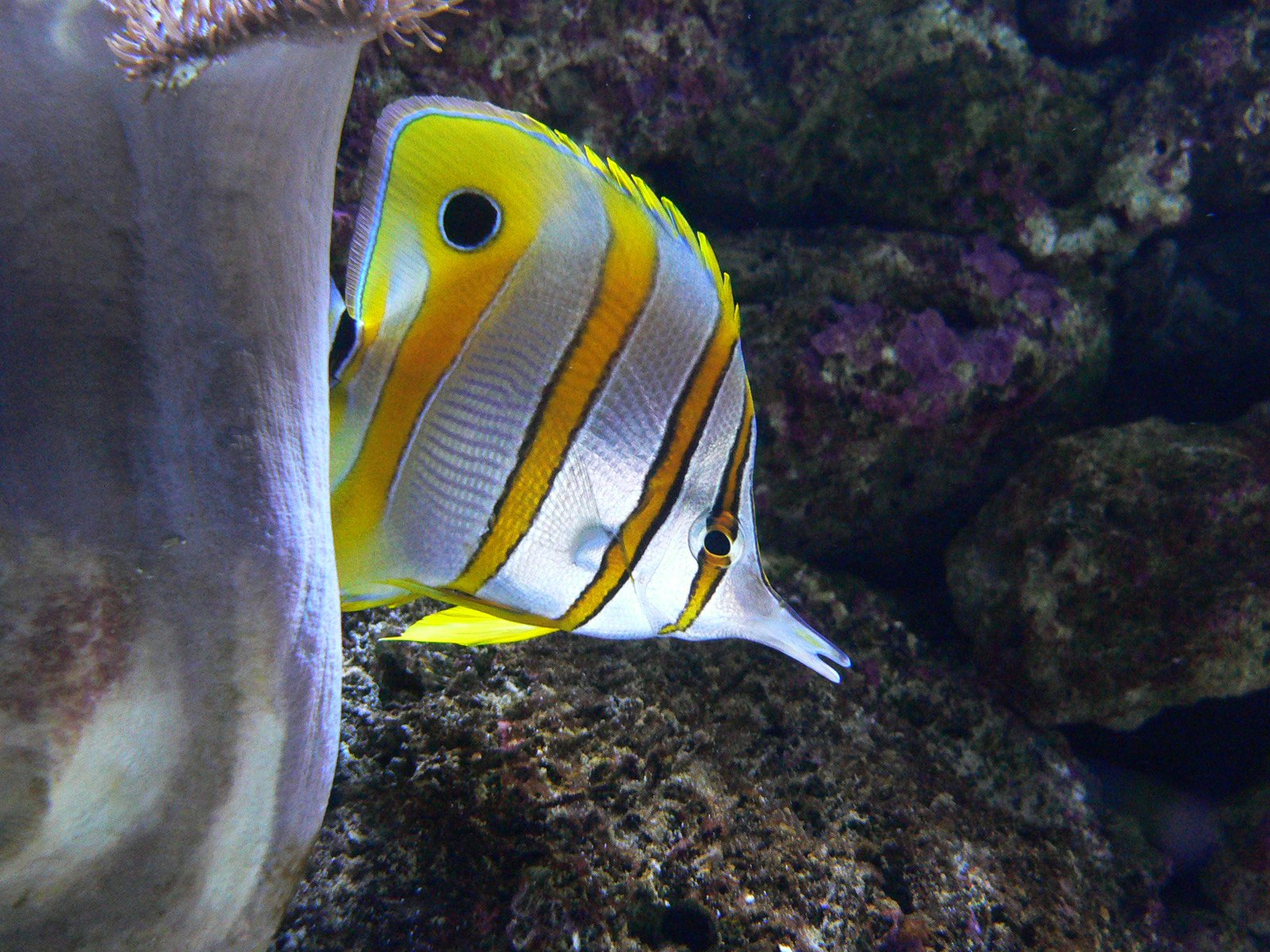 a fish that is swimming around a seaweed