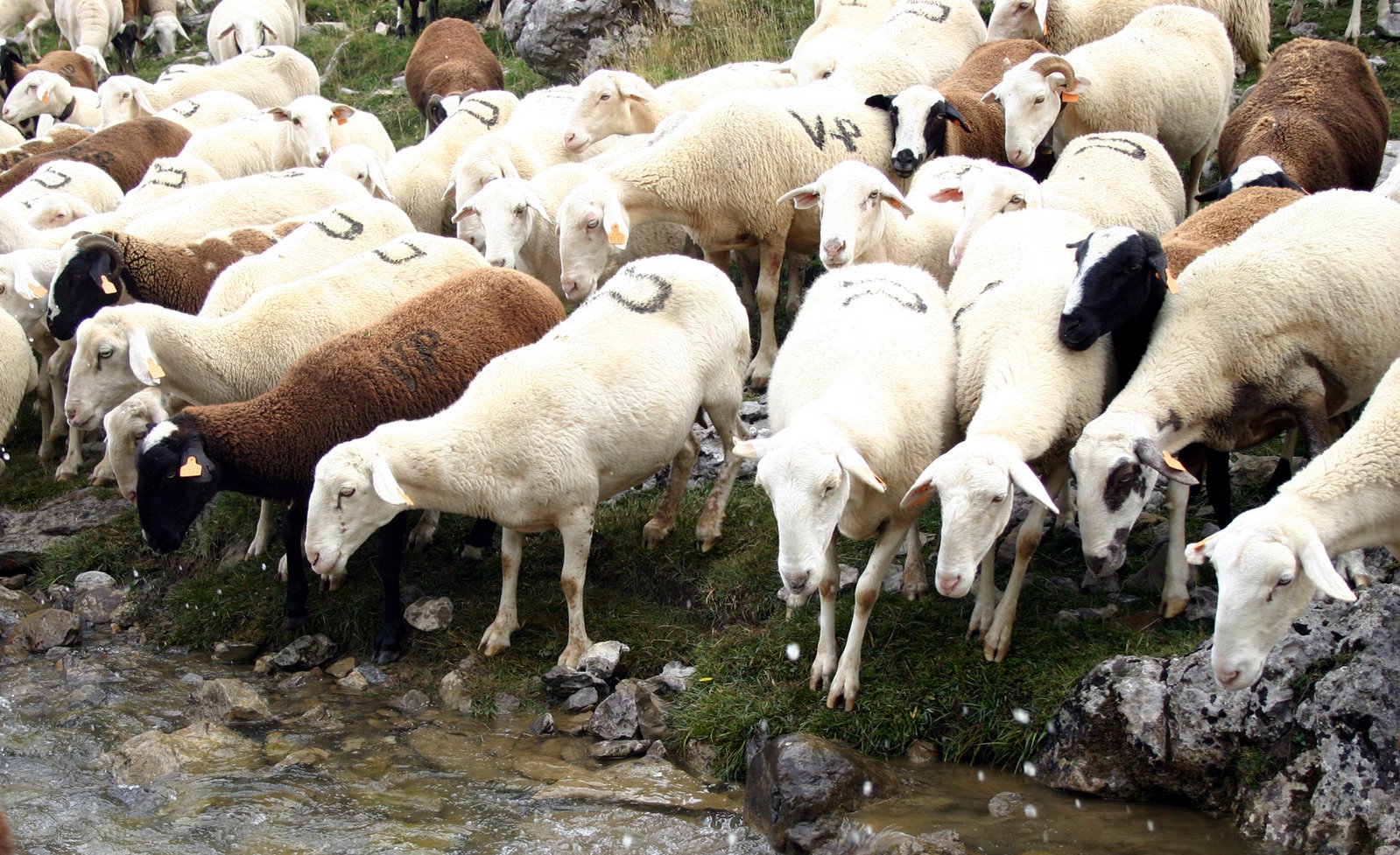 a flock of sheep walking on the rocks by a river