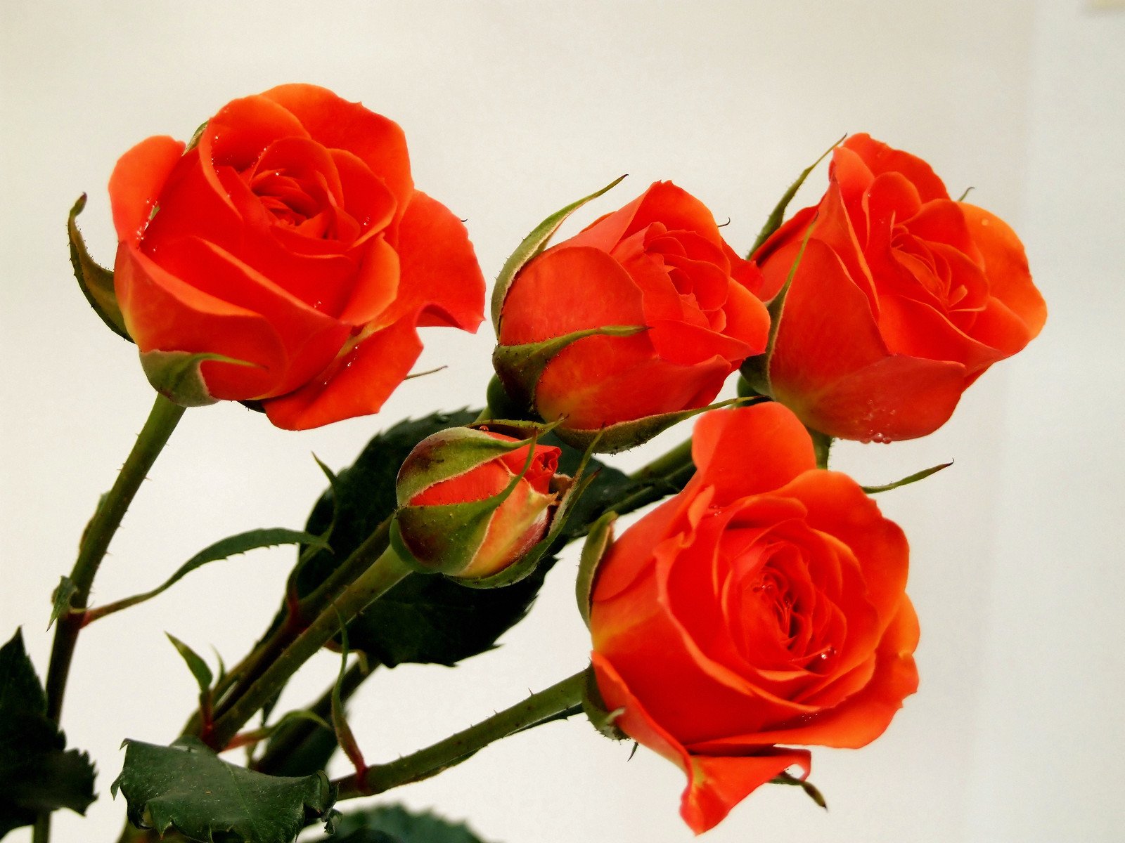 three orange roses are displayed in a white vase