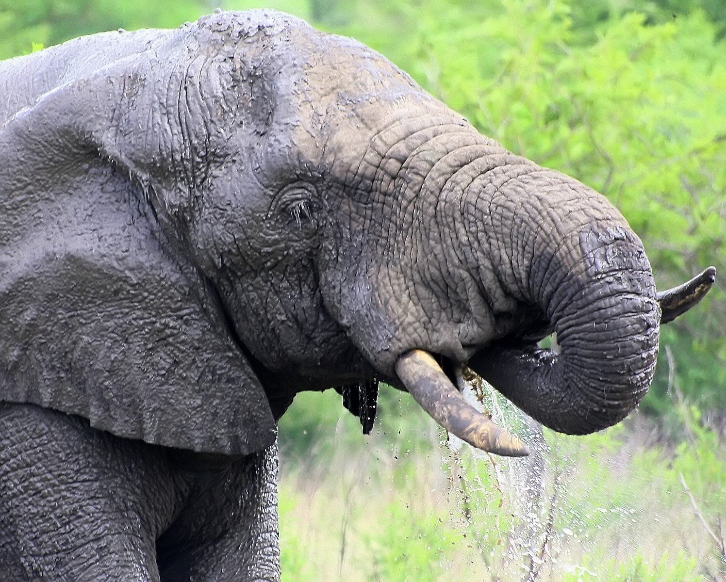 an elephant standing on a lush green field