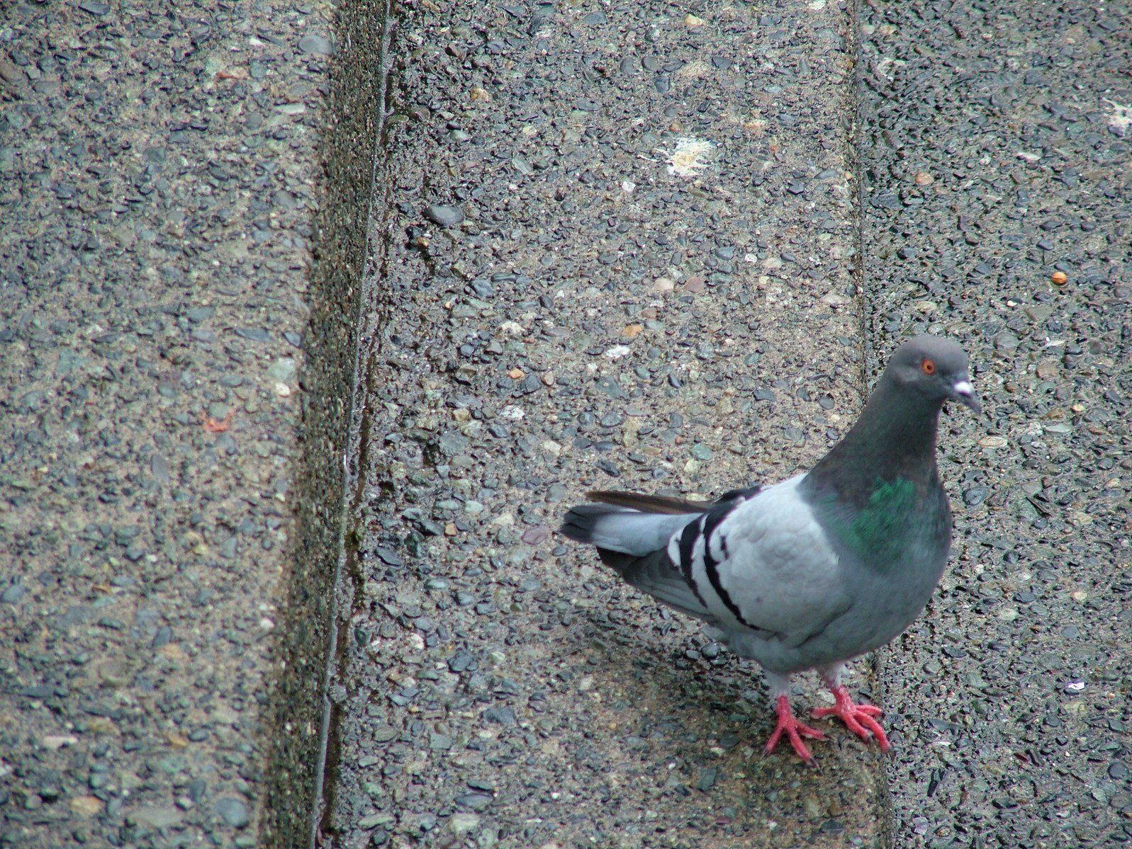 a pigeon walking on the pavement next to some stones
