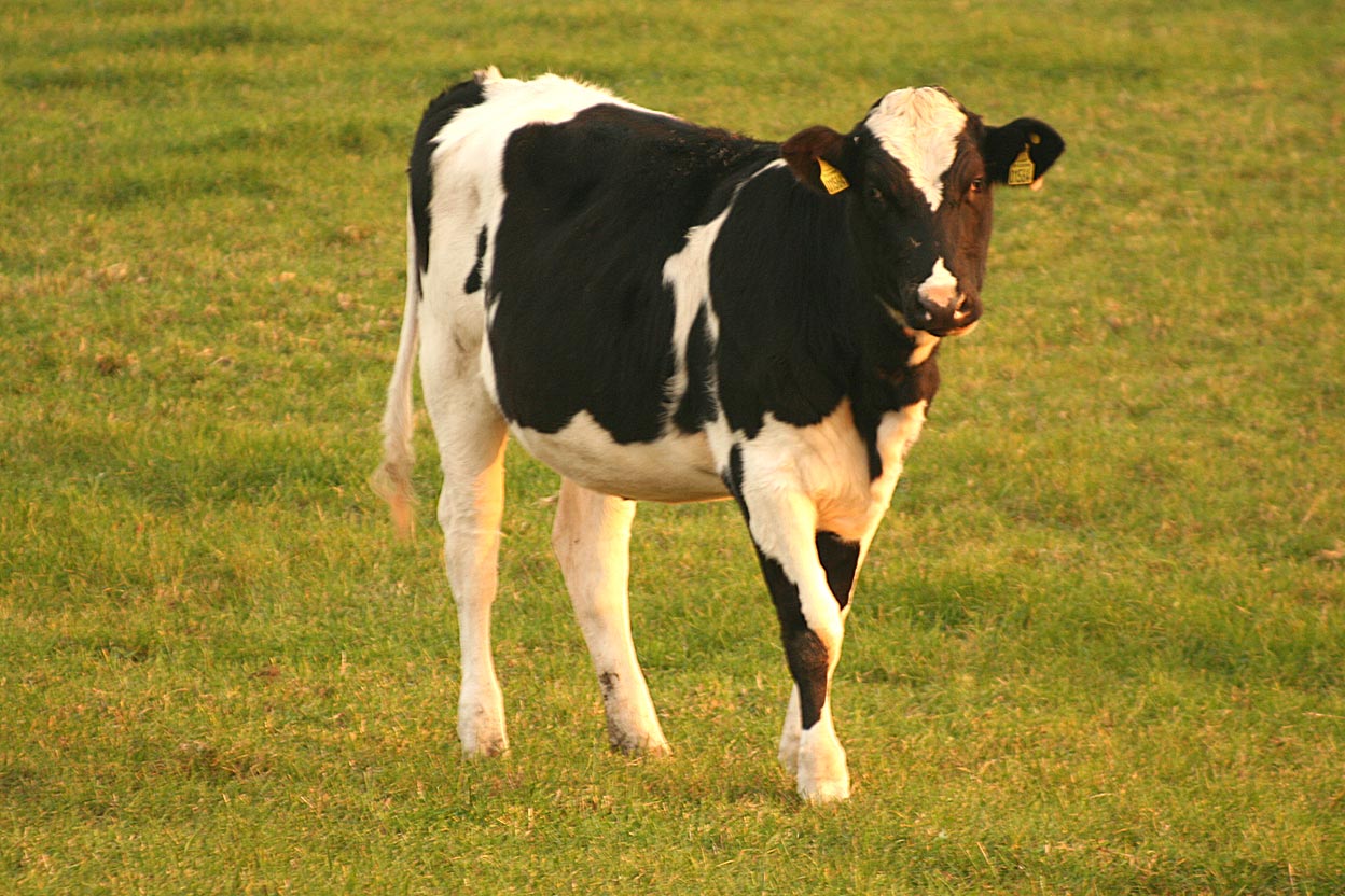 a close up of a black and white cow in a field