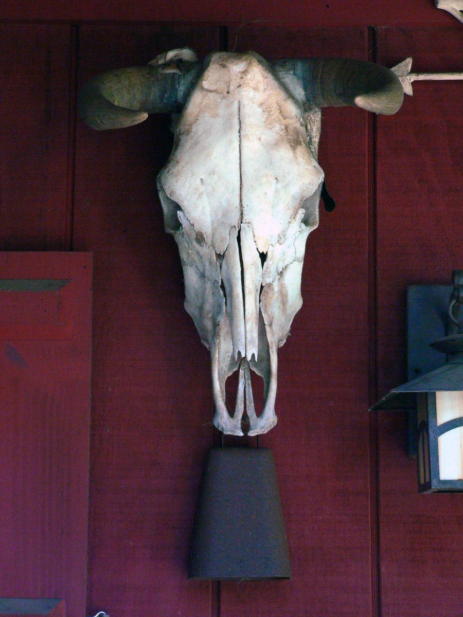 an animal skull on a red wall with a lamp