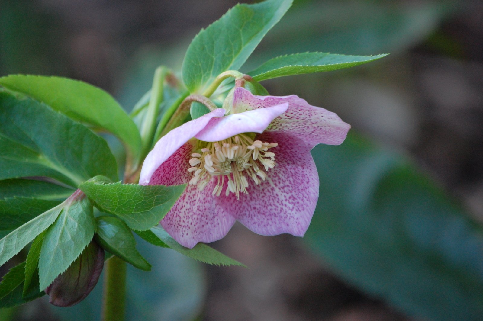 a pink flower is blooming on the green leaves