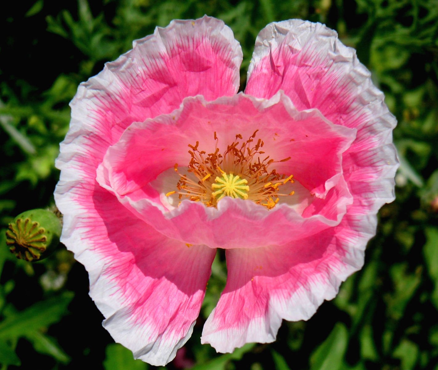 a pink and white flower in bloom on a green background
