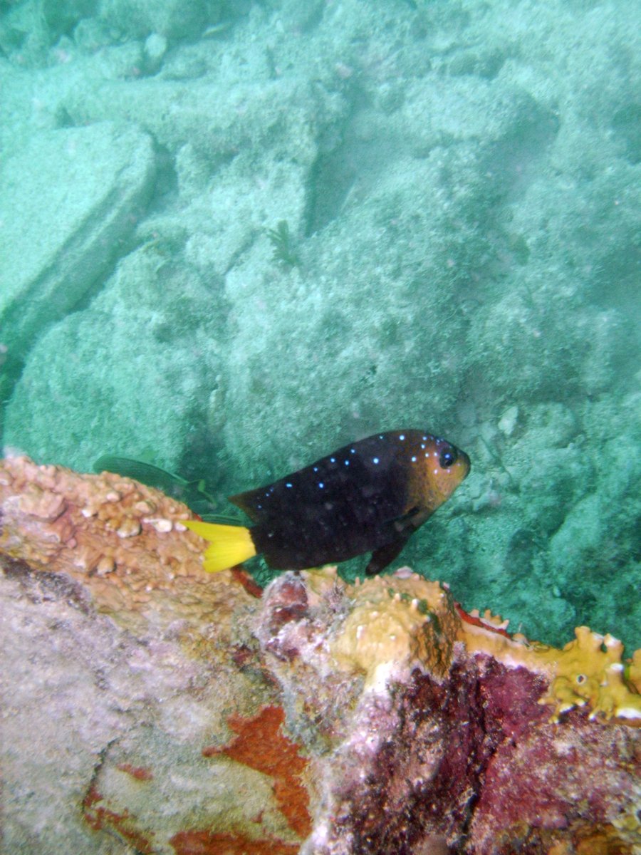 a tropical fish swimming in the water next to rocks