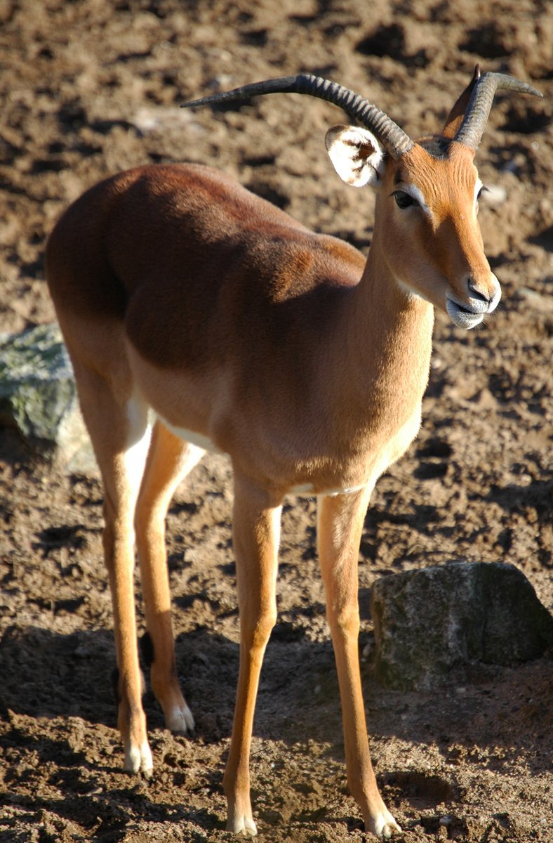 an antelope is standing on a rocky area