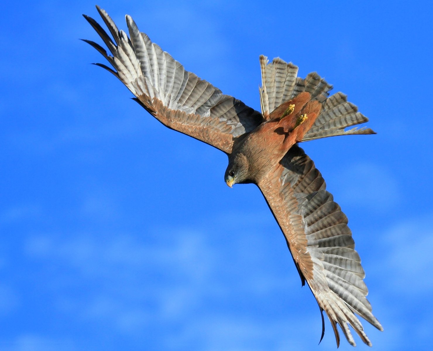 an owl flying in the blue sky with its wings extended