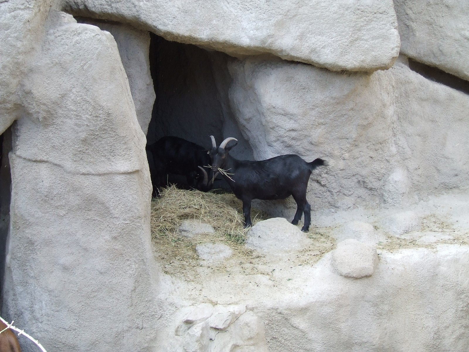 a goat in its natural habitat inside the rocky caves