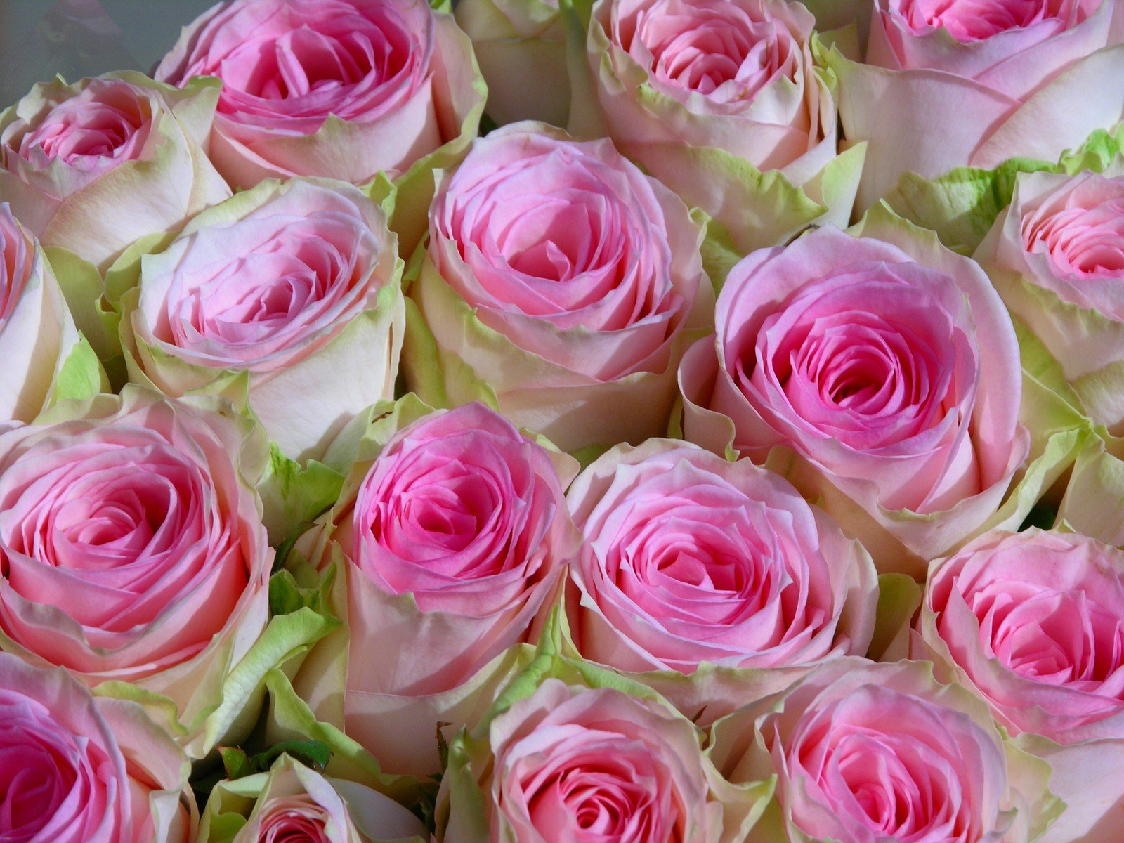 close up view of flowers with pink centers