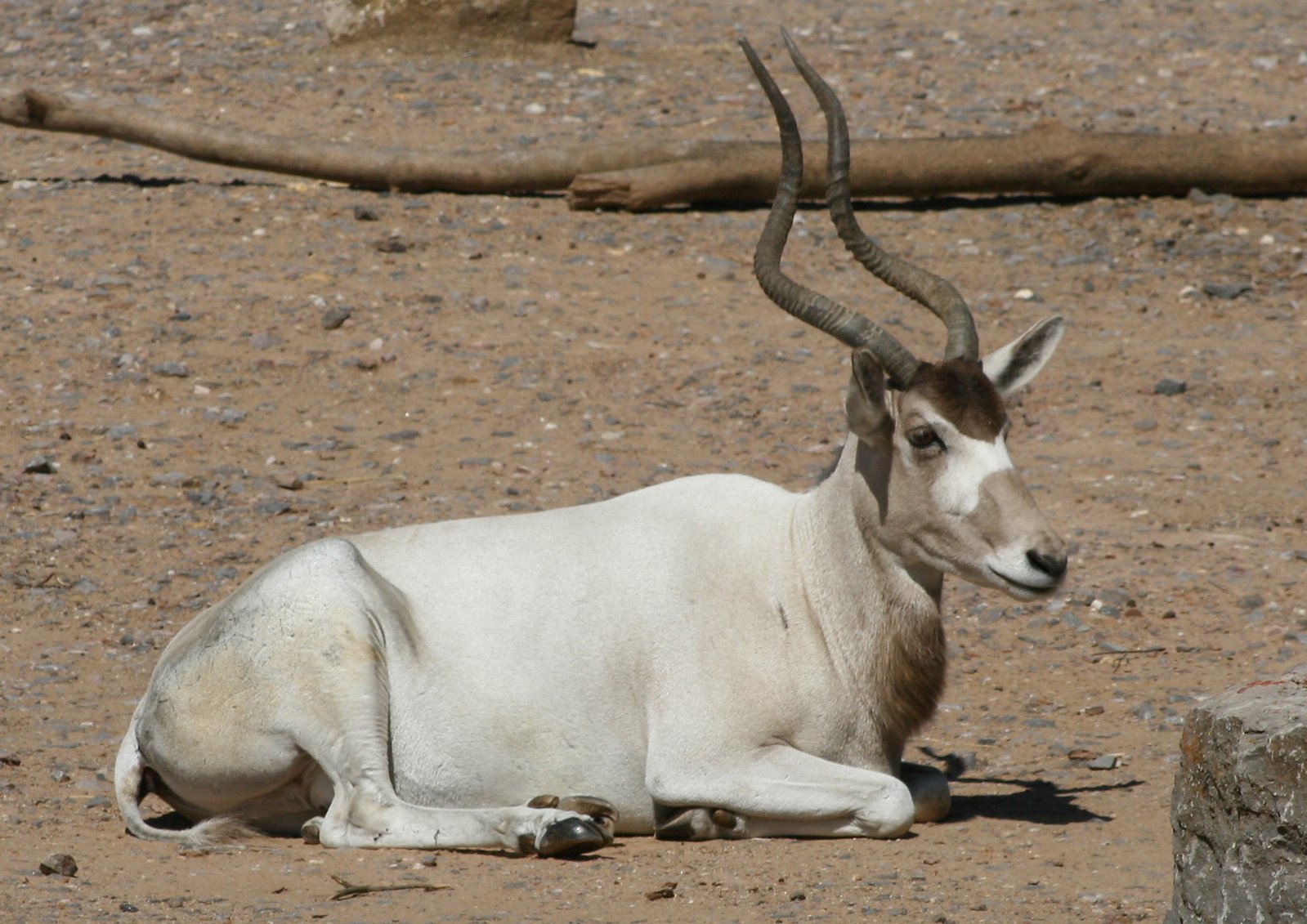 an antelope laying down on a field