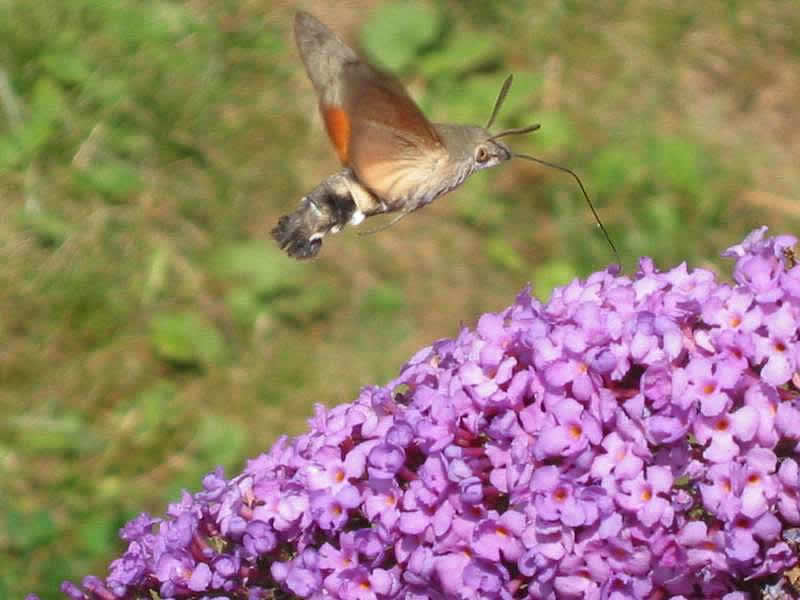 there is a small humming bird flying above purple flowers