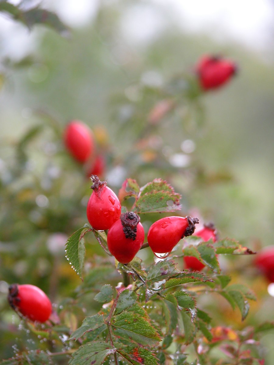 red fruit is hanging on a nch outside