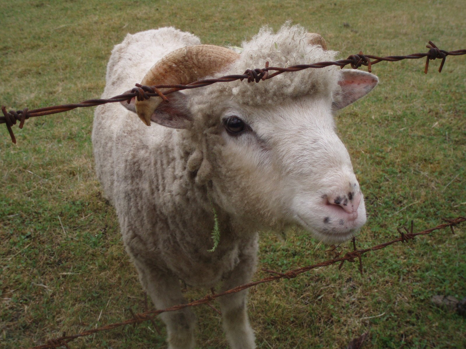 an animal behind barbed wire in the grass