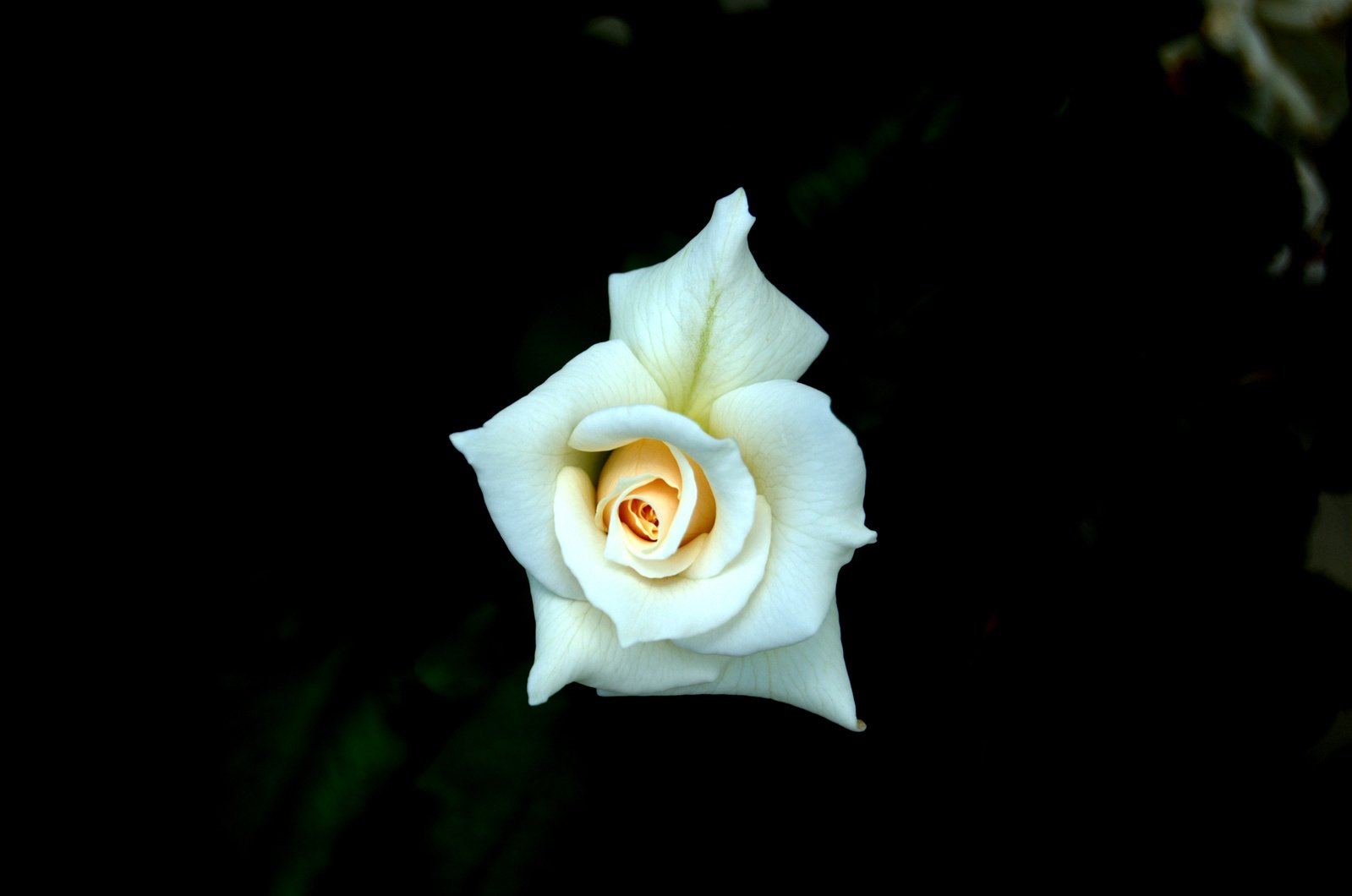 a single white rose is blooming out of the darkness