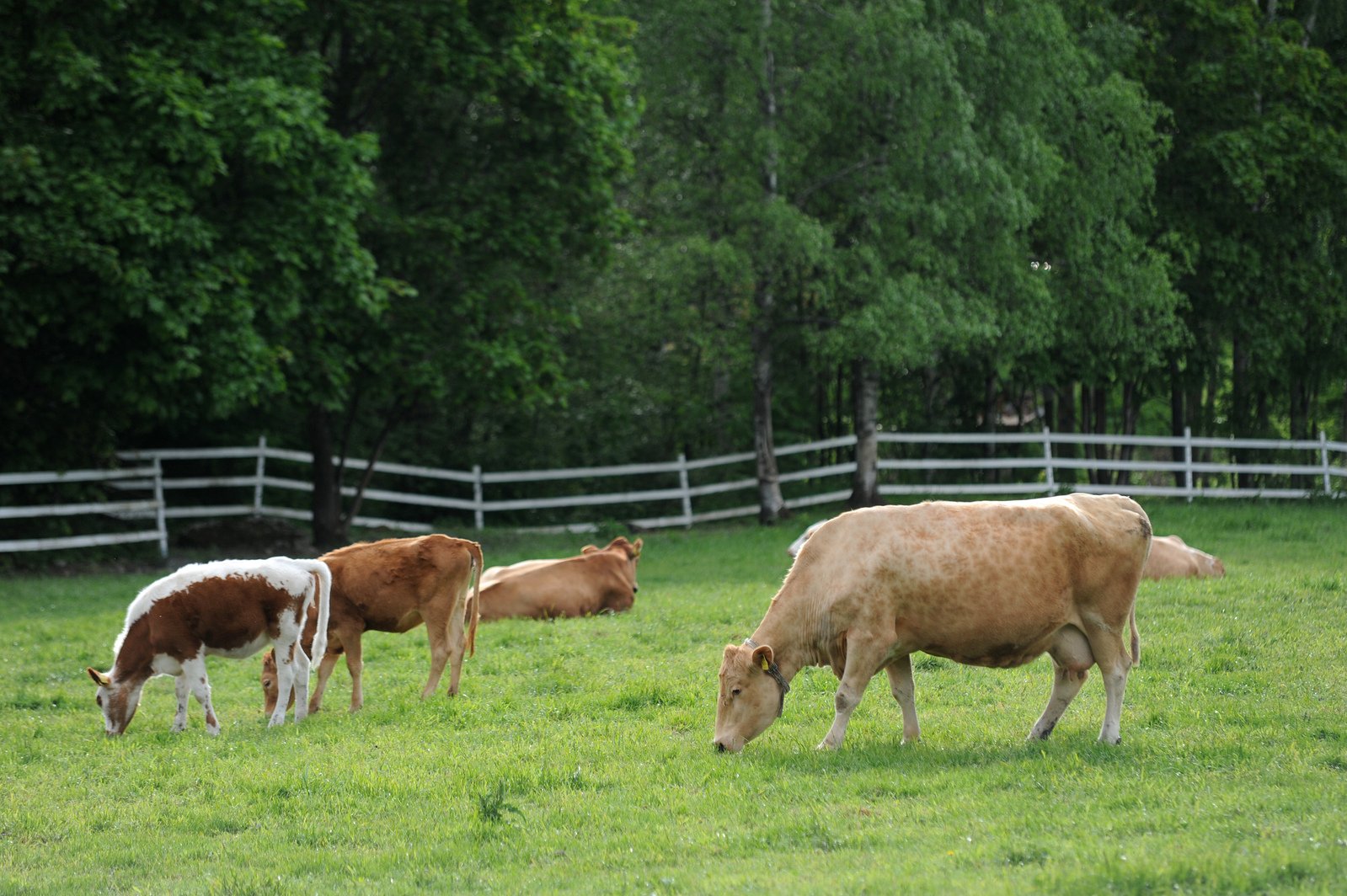 three cows standing and grazing on grass with fence and trees in background