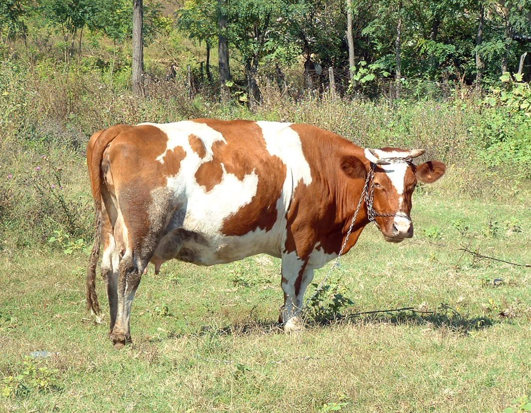 a brown and white cow in a field grazing