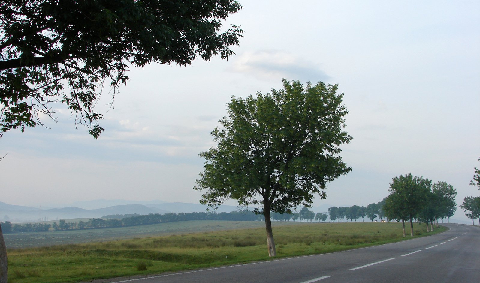 two trees line a wide road on the outskirts of a valley