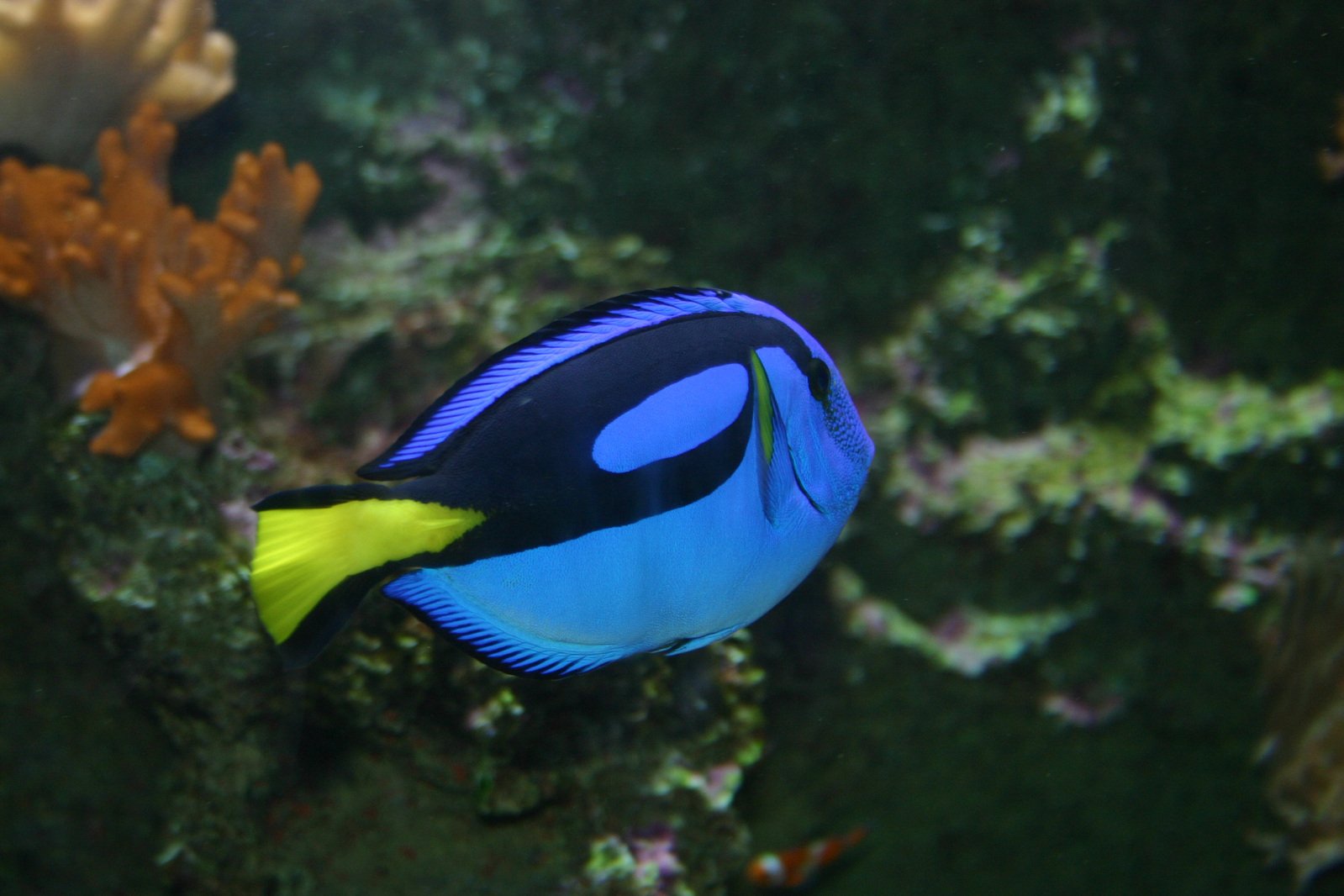 a small blue and yellow fish in a coral