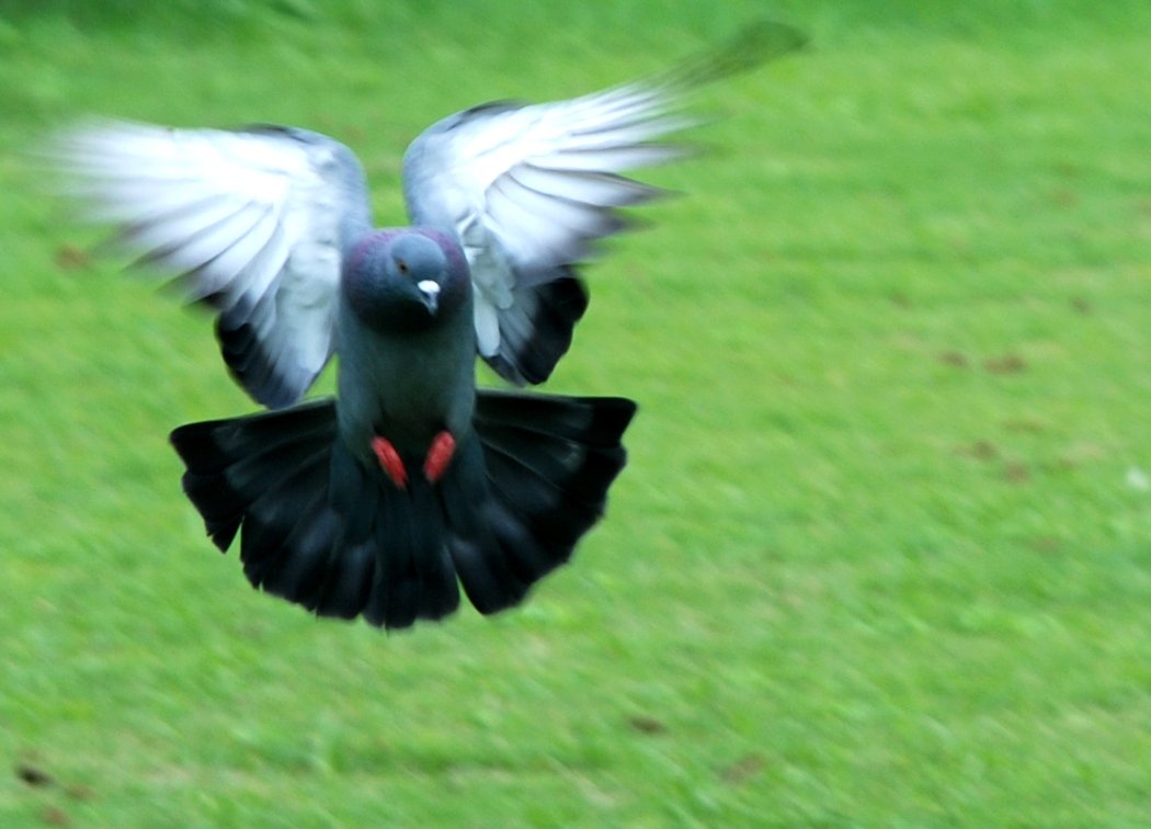 a white and black bird landing on grass