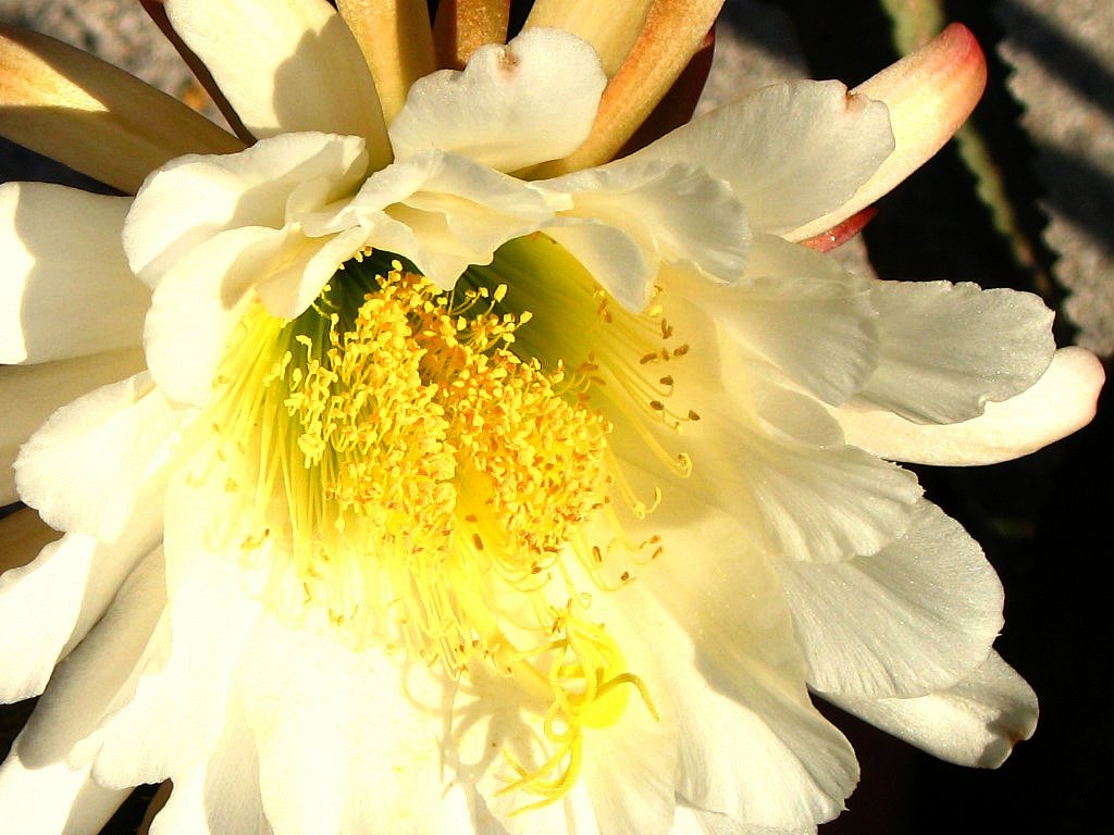 a white and yellow flower that is in bloom