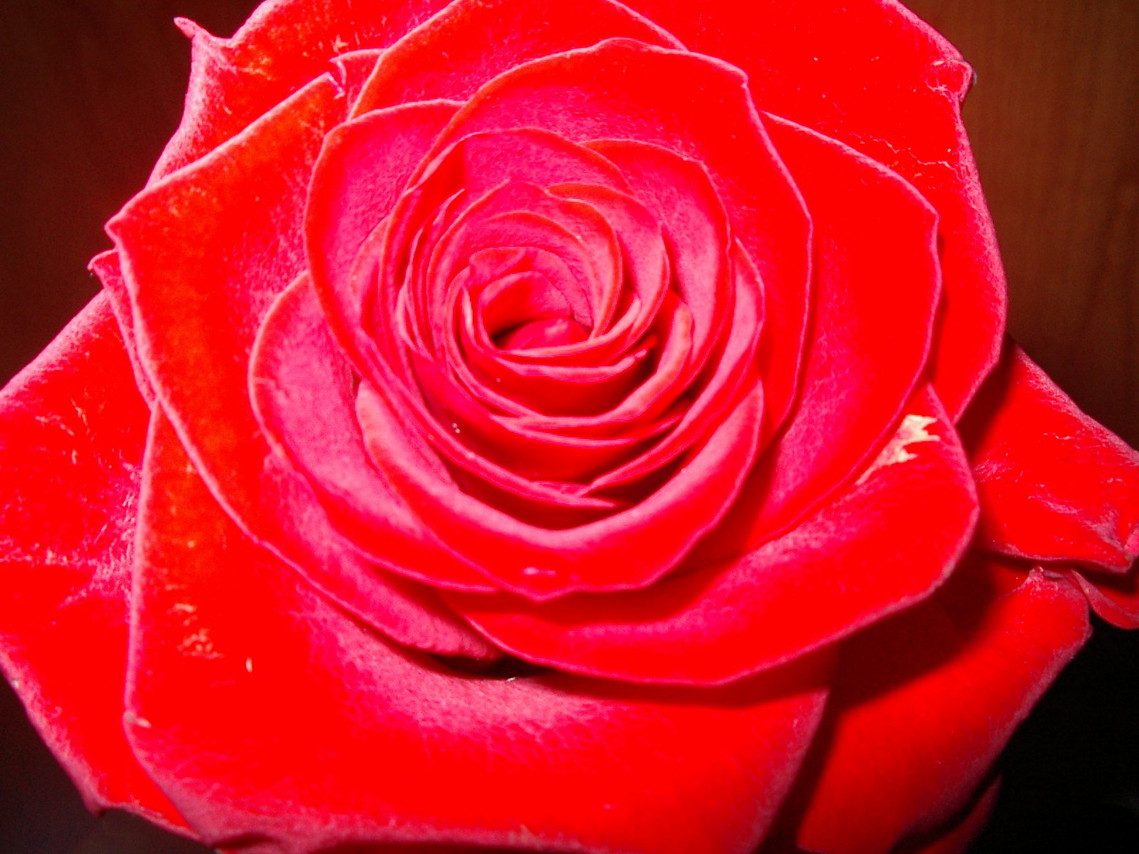 a red rose with some water droplets on it