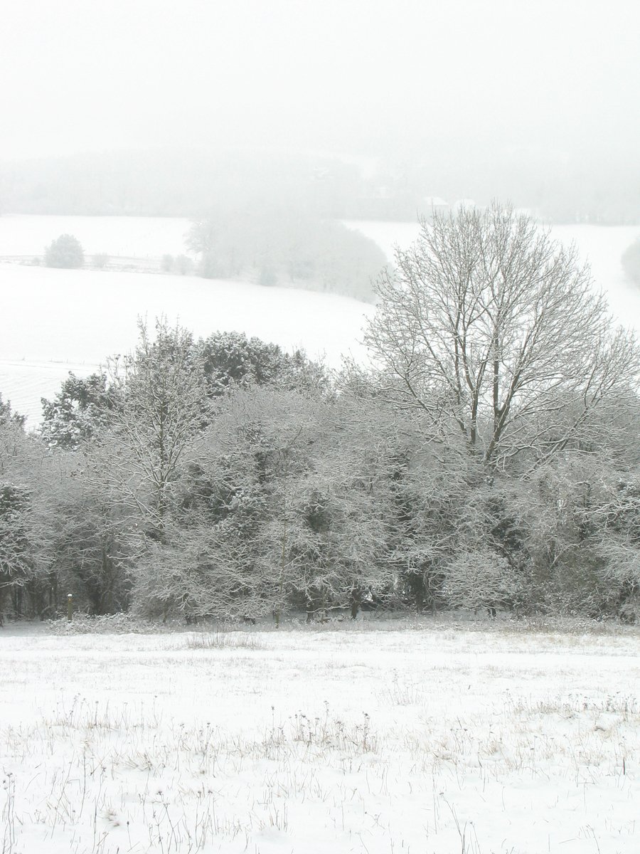 snow covers the ground near trees in a snowy field