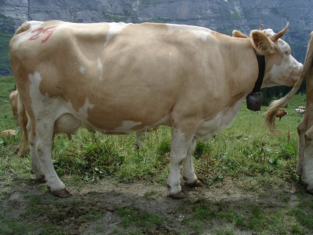 two brown cows standing next to each other on a grass covered hillside