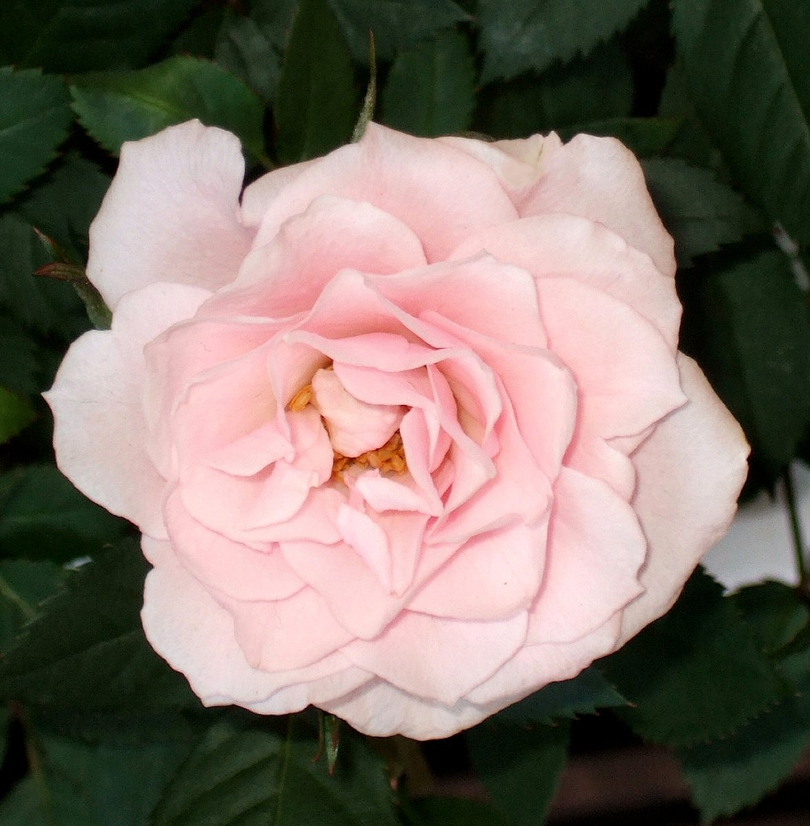 there is a large flower with many green leaves