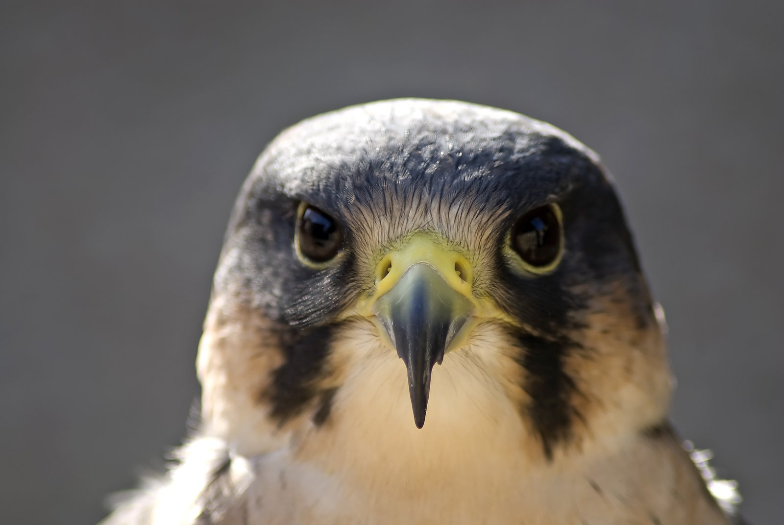 a hawk looks straight ahead as it stands in the sunlight