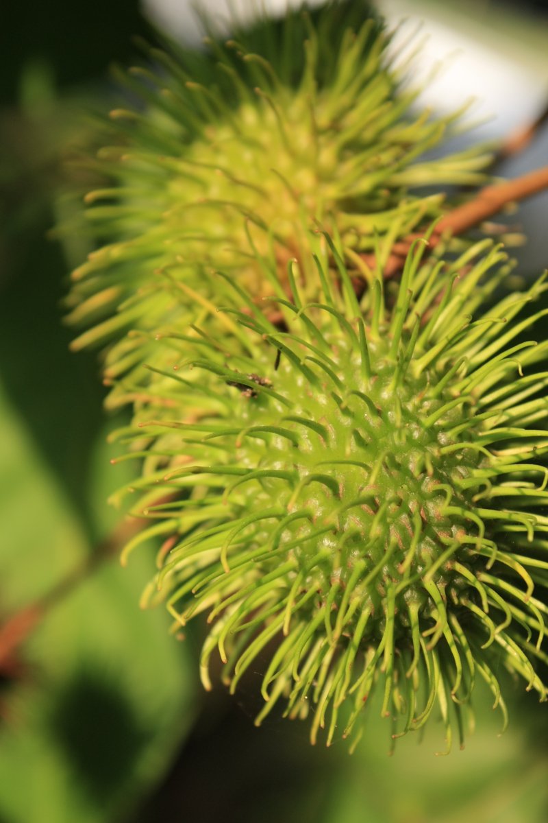 this is a beautiful, green flower with small leaves