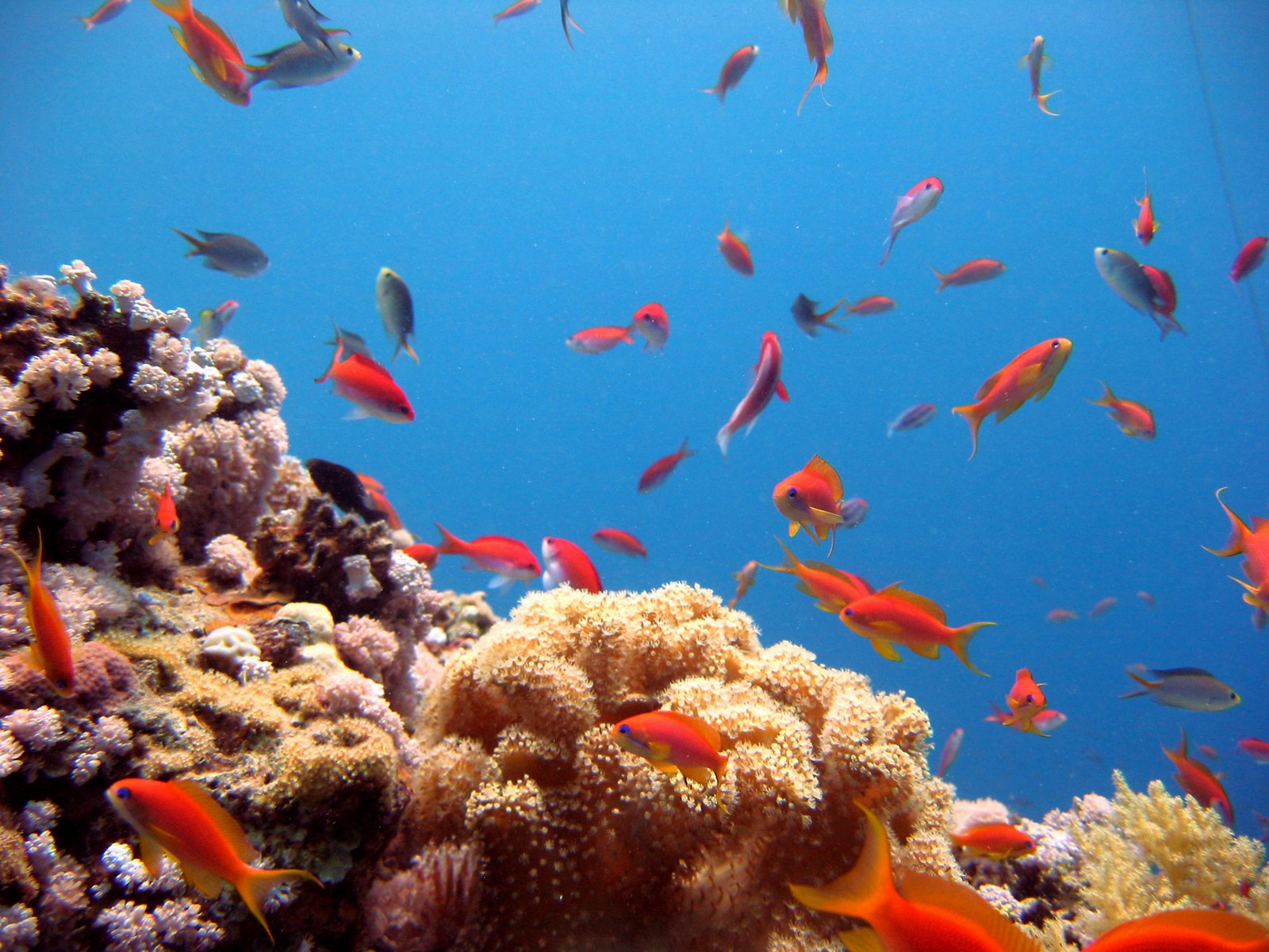 many small red and yellow fish swimming over corals