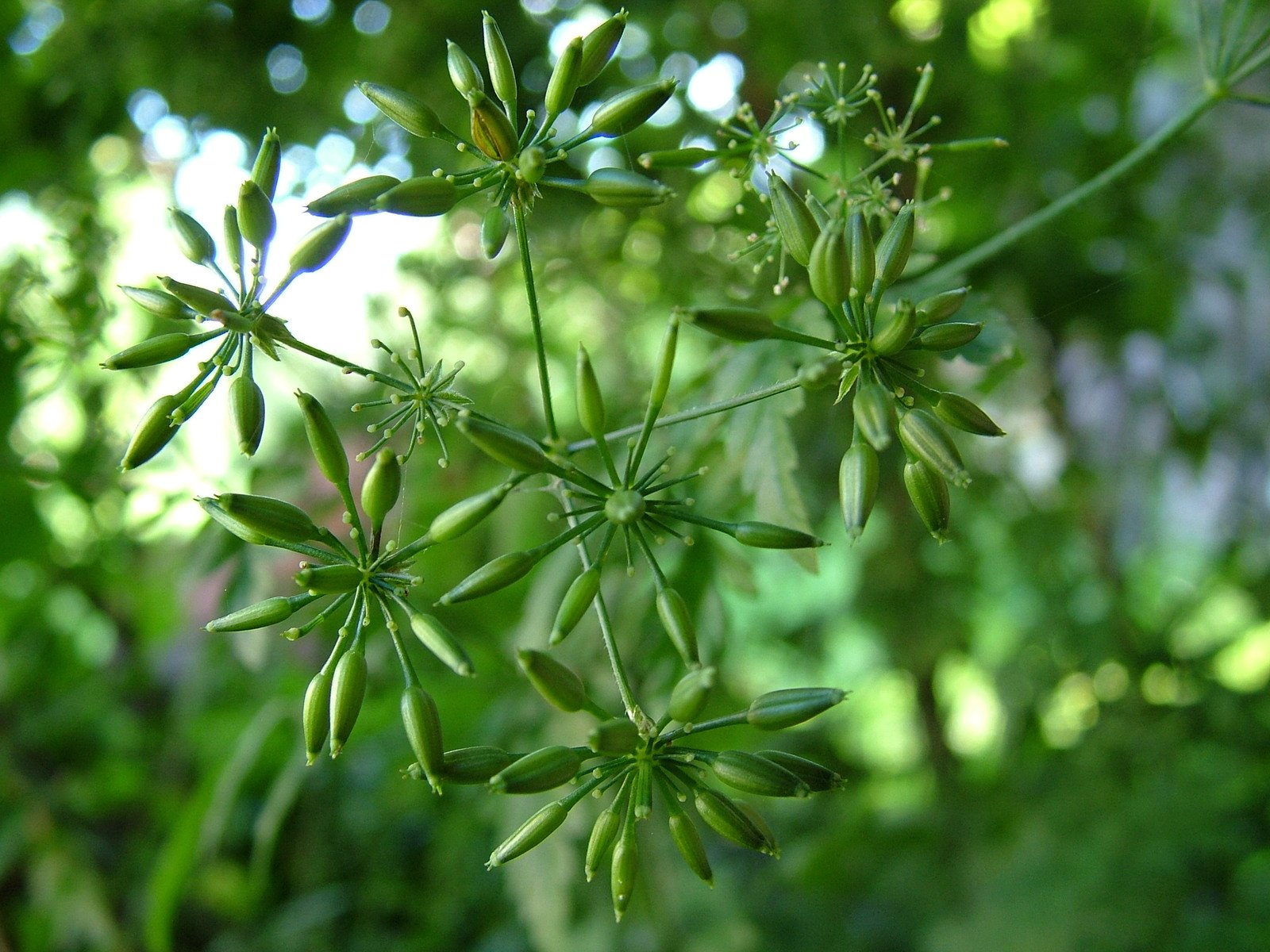 close up view of leaves with lots of tiny stems