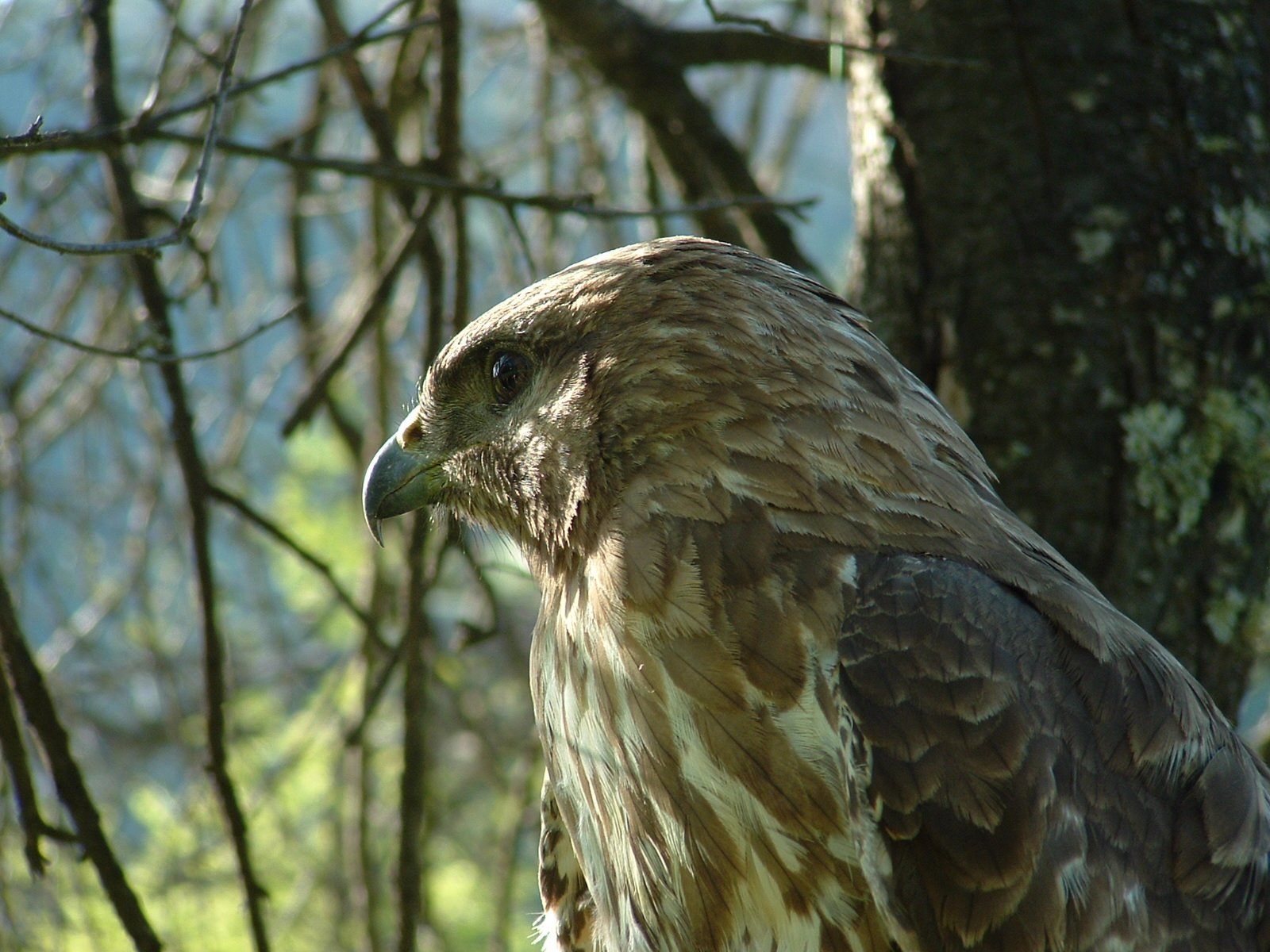 a close up of a very big bird by some trees