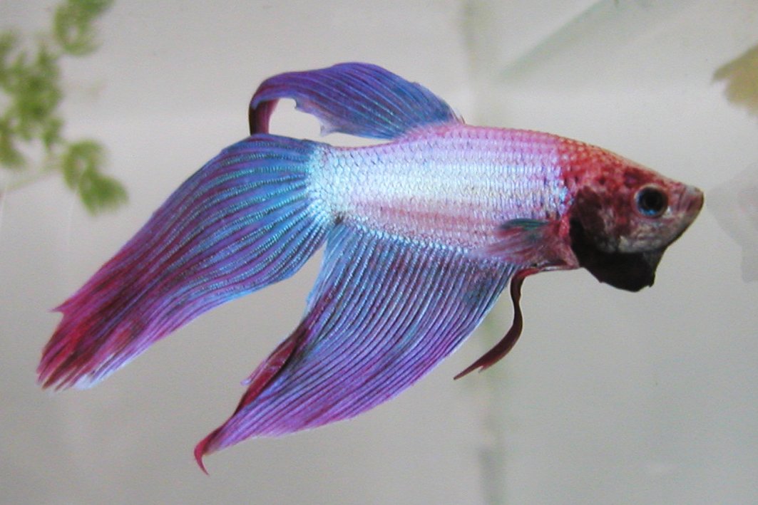 the very pretty purple and blue bethel fish is in an aquarium