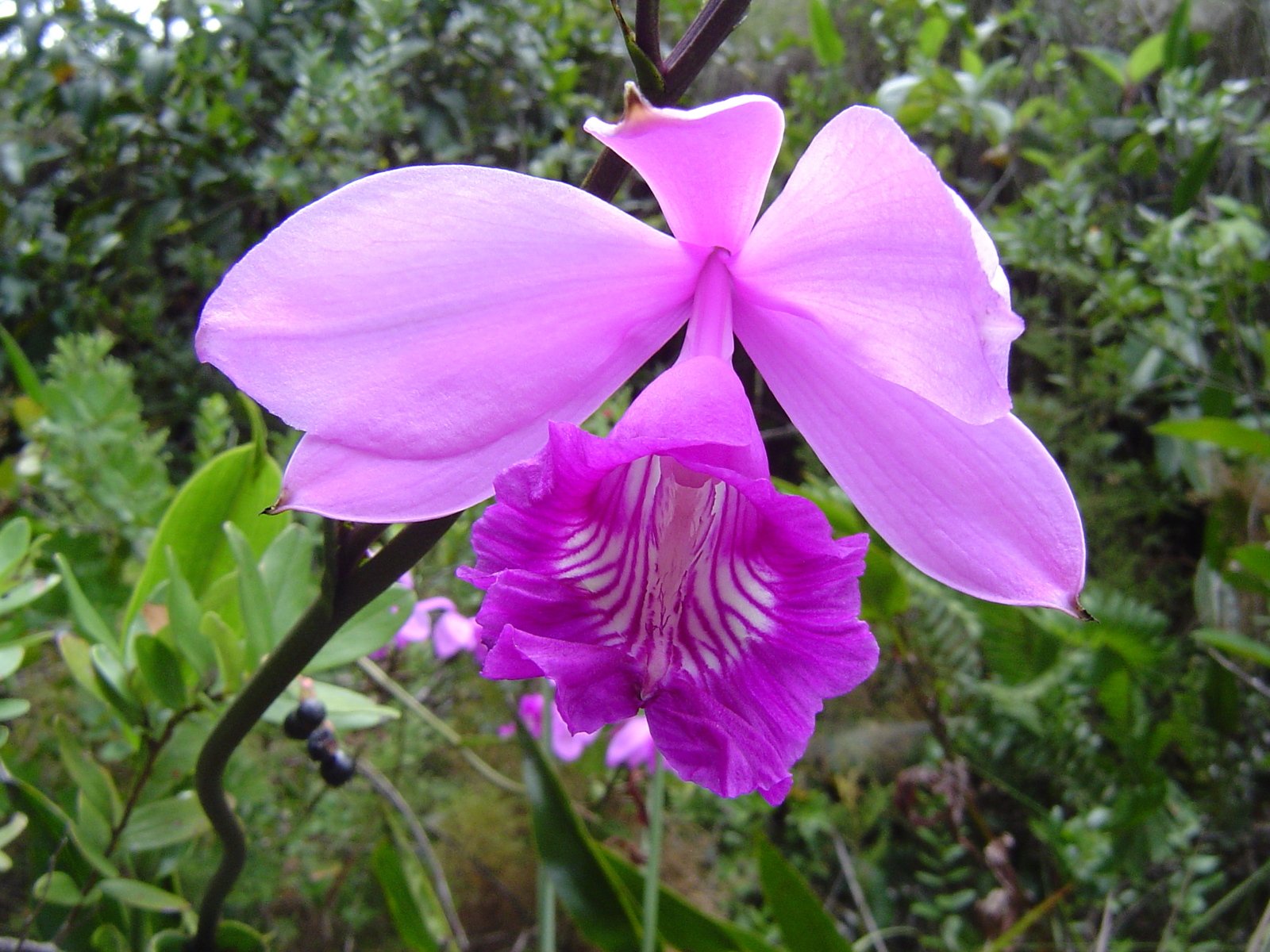 two pink orchids in their full bloom in the garden