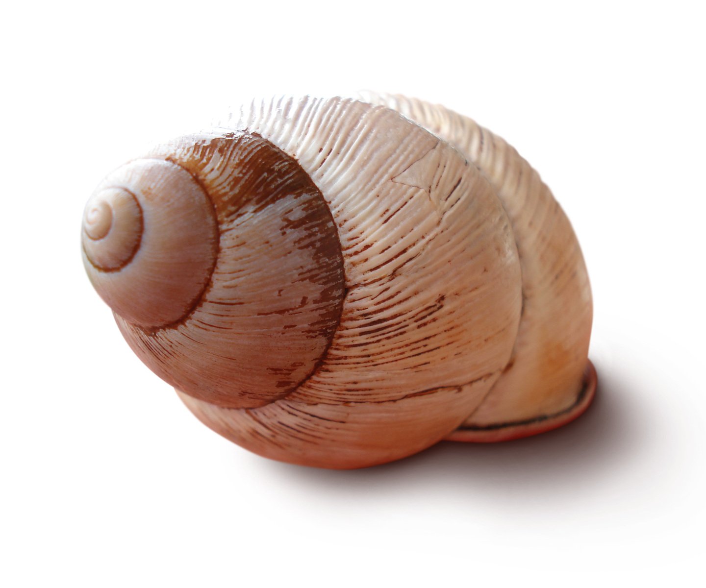 the underside of a snail is pographed against a white background