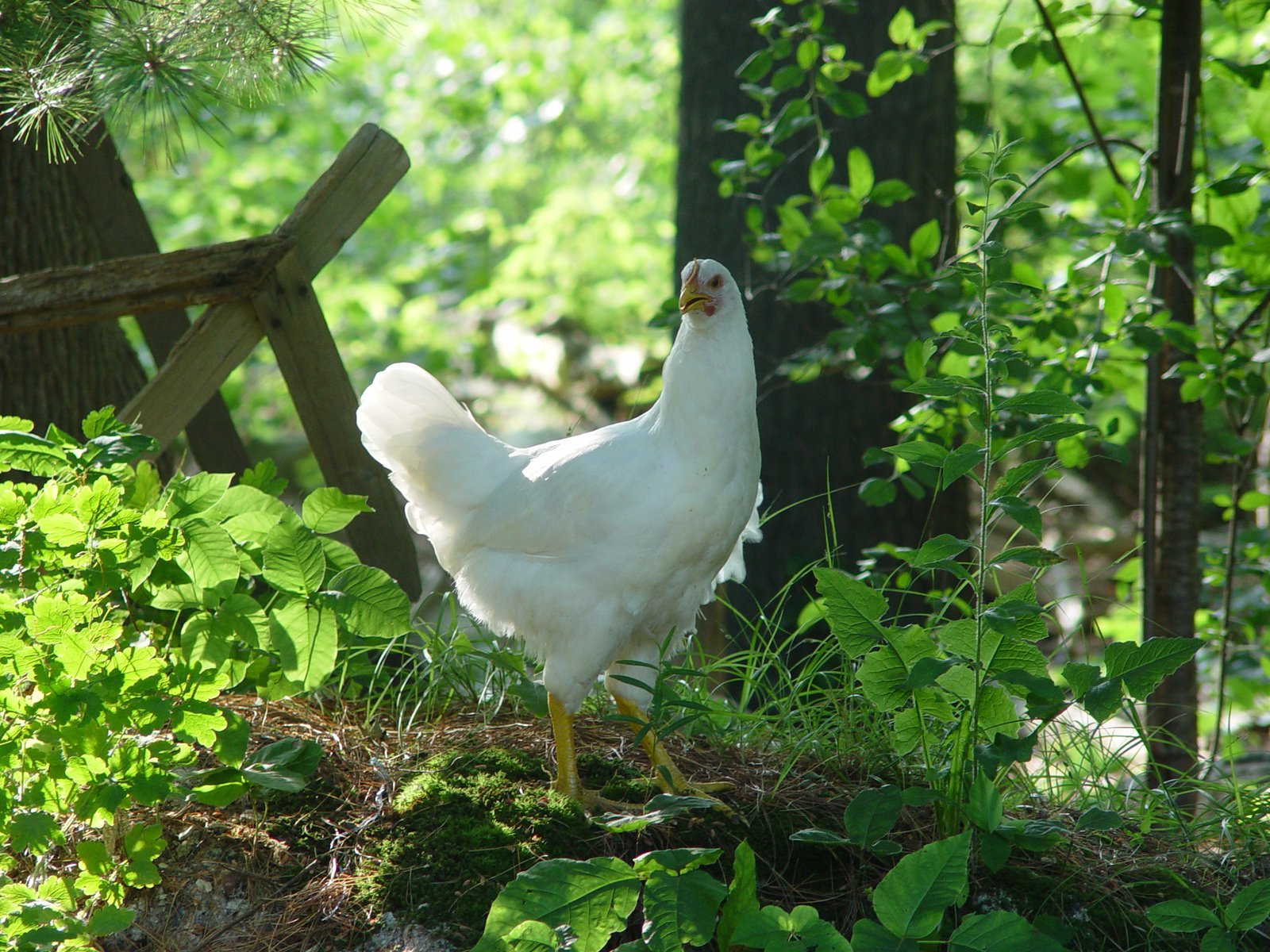 a white rooster walking around in the bushes