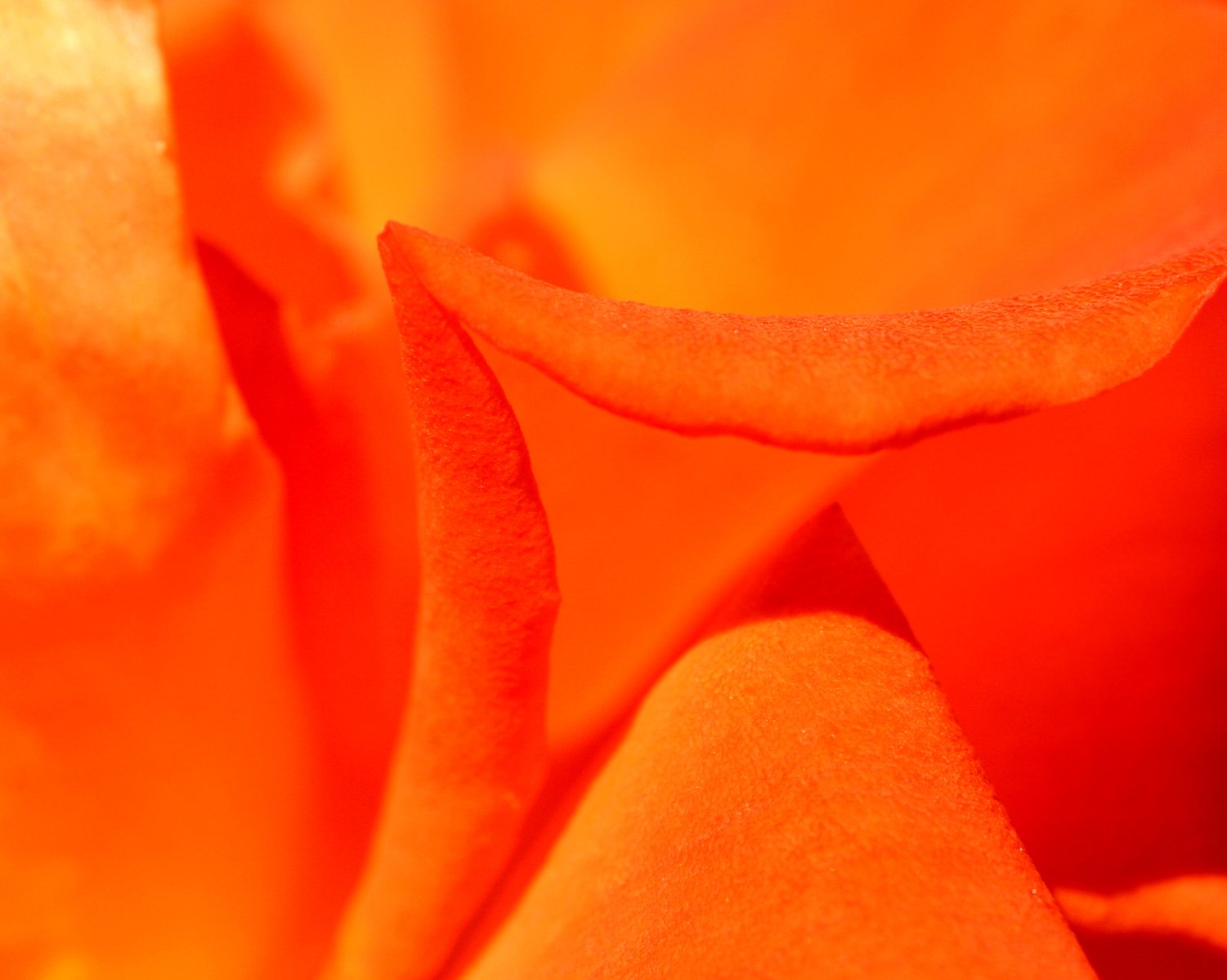 close up pograph of an orange flower