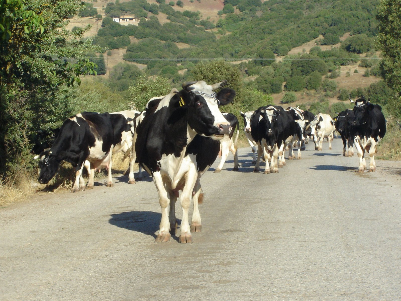 some black and white cows are on the road